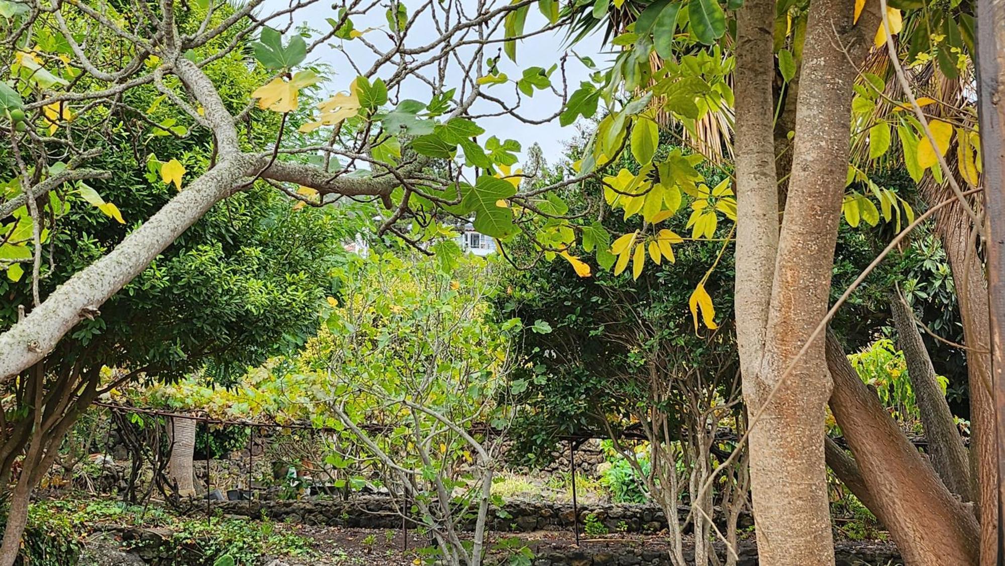Villa Oasis Hill Botanical Garden Icod De Los Vinos Exterior foto